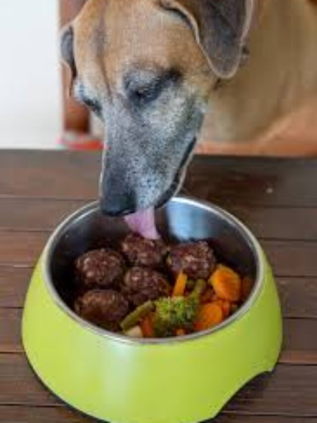 Homemade Nutritious Pet Food Recipe: Healthy & Tasty Meal for Your Pet